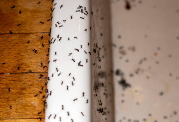 Best Pest Control Cost  in Ferdand, IN