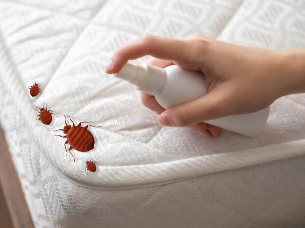 Best Cockroach Control Services  in Ferdand, IN