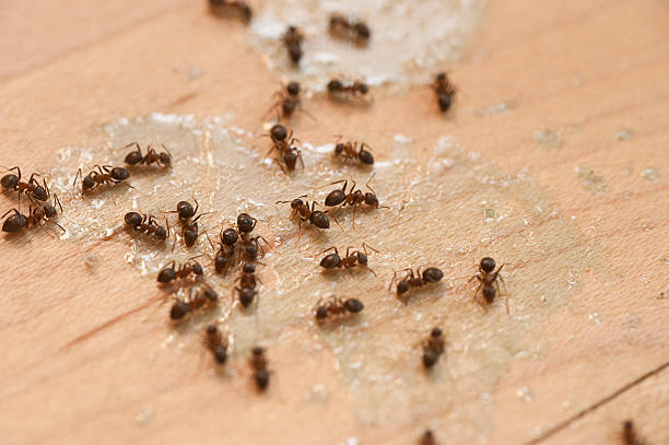 Best Mosquito Control Services  in Ferdand, IN