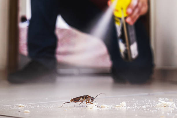 Best Ant Control Services  in Ferdand, IN