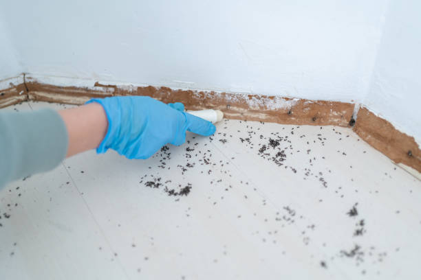 Best Termite Control Services  in Ferdand, IN